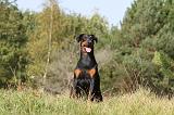 DOBERMANN 212